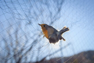 Bird Netting on My Chicken Run Was a Mistake!
